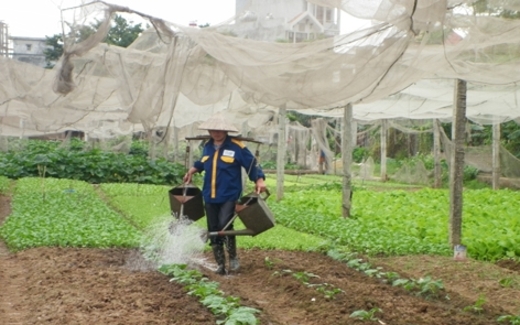 Quản lý an toàn thực phẩm: Cha chung không ai khóc