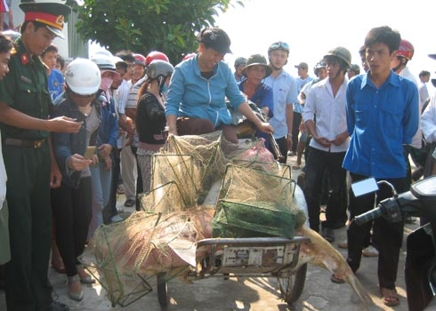 'Người tắm biển cần tiếp tục đề phòng cá mập'