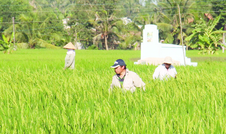Vụ người Trung Quốc thuê đất trồng lúa: Nhiều bất thường