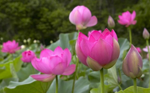 Chưa đến lúc phải chọn Quốc hoa!