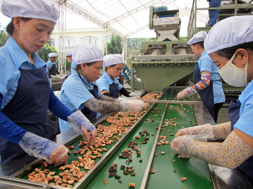 Xuất hiện “lợi ích nhóm” trong ngành điều?