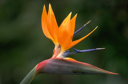 THÔNG BÁO CỦA BAN VẬN ĐỘNG MUA ĐẤT XÂY CHÙA