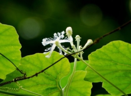 Ngọt bùi ong non xào lá mướp