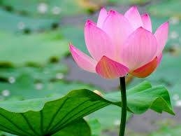 Thông báo mời nghe giảng pháp.