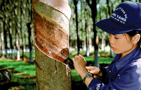 Tập đoàn Cao su sẽ thoái 100% vốn ở 40 công ty