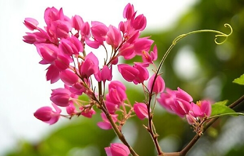 Thơ - Lâm Quang Mỹ