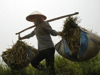 Tổ chức Lương nông Liên Hiệp Quốc kêu gọi trợ giúp tiểu nông