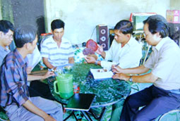 Quảng Nam: “Săn” nấm rừng chữa bệnh ung thư