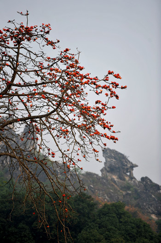 Hà Nội mùa hoa gạo