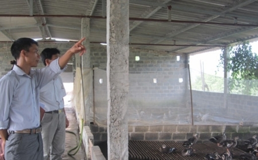 Đào xác thối làm đặc sản, tiêm kích thích cho rau mầm