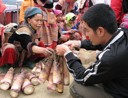 Vị đắng măng rừng