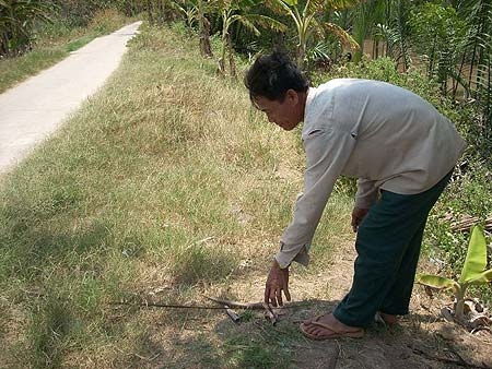 “Dịch rắn” ở Cù Lao Dung