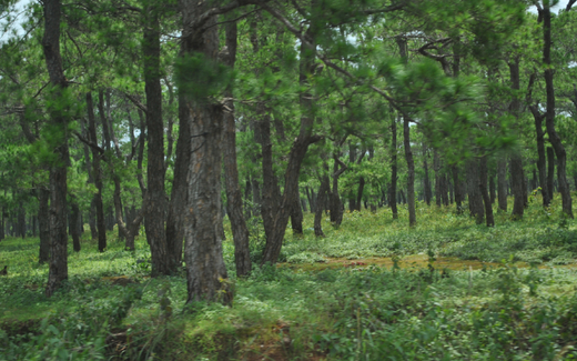 Hô biến thành rừng giàu dễ như chạy sổ hộ nghèo