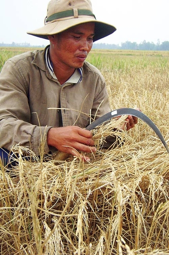 Miền Tây cạn nước: Bỏ xứ vì nước mặn