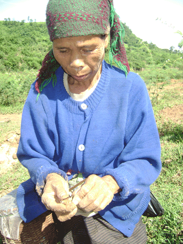 Một ngày với những người “săn” dế