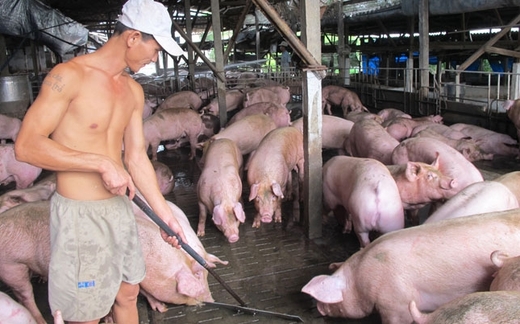 Bi kịch nông dân làm thuê cho 'đại gia' chăn nuôi