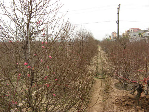 Rét hại, người trồng đào Tết "dọa" tăng giá gấp ba