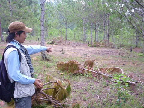 Thêm hàng nghìn cây thông nội ô Đà Lạt bị bức tử