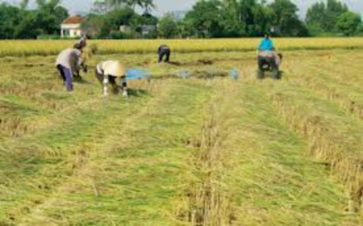 Lạm phát, tăng trưởng và “tam nông”
