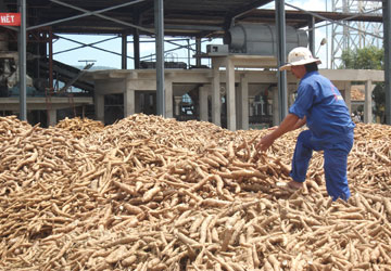 Thị trường Trung Quốc bóp nghẹt sắn Việt