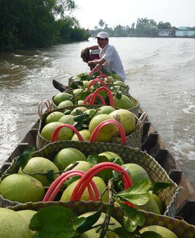 Lo trái cây ngoại tràn ngập