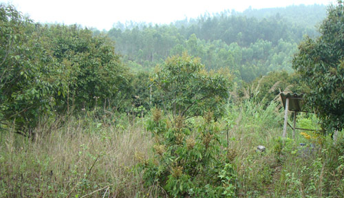 Rùng rợn chuyện “ma hành” khi phá mộ vua Trần (kỳ 7)