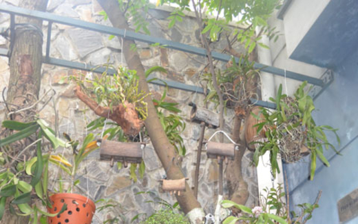 Biệt thự đẹp lung linh của họa sĩ Phạm An Hải