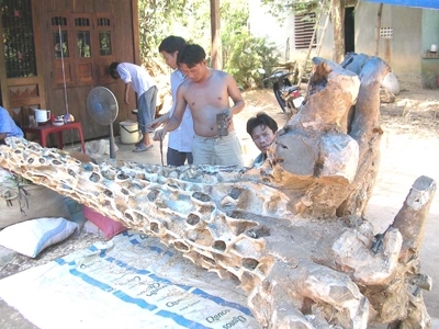 Luật phu trầm, máu & nước mắt