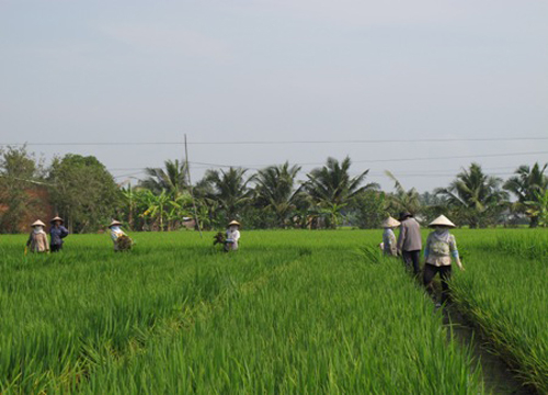 Chiêu lập lờ trong vụ người Trung Quốc trồng ‘lúa lạ’