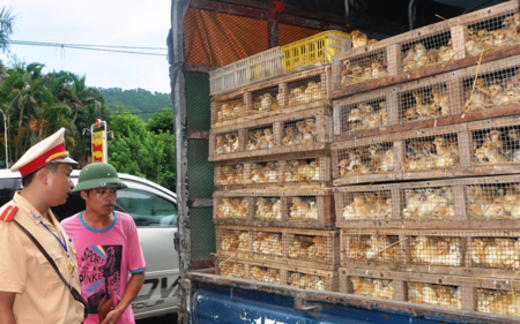 Buôn gà lậu lãi ngang... ma túy