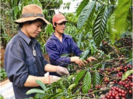 Vụ “lừa bán, cưỡng bức” lao động nghèo ở Lâm Đồng : Có người bao che?