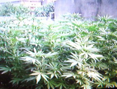 LẠI MỘT VỤ NGƯỜI VIỆT NAM TRỒNG CẦN SA ĐƯỢC PHÁT HIỆN