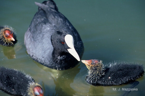 Chuyện về Sâm cầm hồ Tây