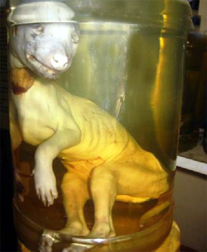 Thất kinh nghe đại gia 'chém gió' về rượu bổ