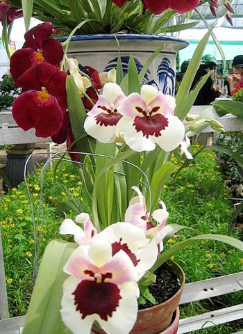 Rực rỡ sắc hoa Đà Lạt