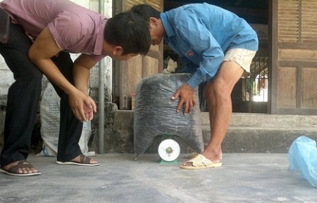 Thực hư chuyện tận diệt ong bầu "tuồn" sang Trung Quốc