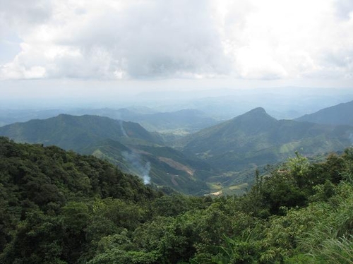 Cho nước ngoài thuê rừng, chúng tôi đã...
