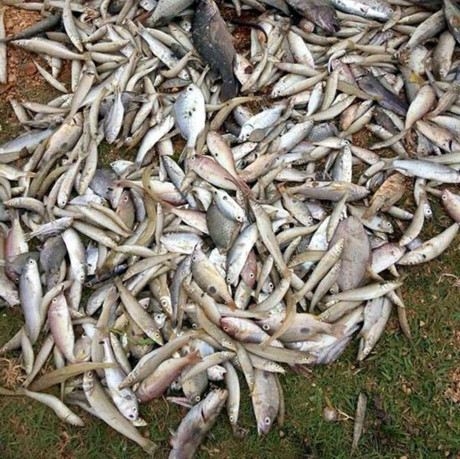 Vụ ""biển chết"" ở miền Trung, thực tế đã rất tồi tệ!