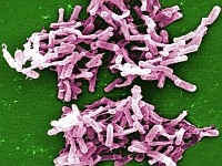 Chữa bệnh bằng …phân?