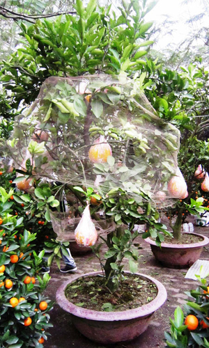 Người dân Hà Nội vẫn 'chịu chi' sắm hàng độc