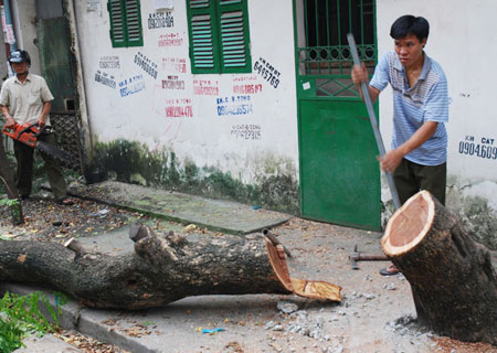Hơn 100 cảnh sát lùng bắt 20 nghi phạm chặt cây sưa