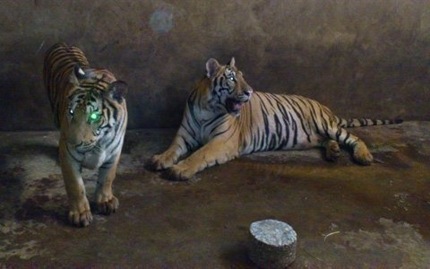 Thú rừng nuôi nhà và chuyện con... khỉ gió