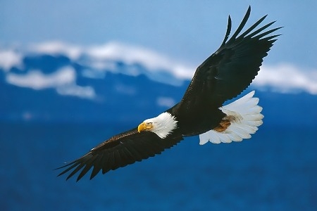 Thiên tài không đi lẫn với bầy cừu?