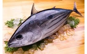 Xuất khẩu cá ngừ sang Ba Lan tăng 786%
