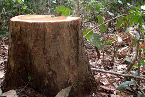 Lâm tặc băm nát rừng gỗ trắc ở Kon Tum