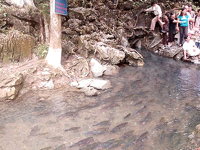 Vẻ đẹp hoang sơ của Suối cá thần Cẩm Thủy