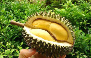 Về Bến Tre ăn sầu riêng Cái Mơn