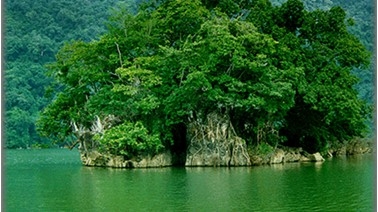 Vội vàng ủng hộ... phá rừng làm thủy điện