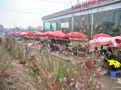 Làng đào hối hả chạy Tết