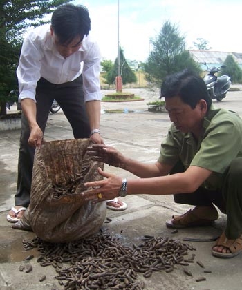 Bới tung rừng tìm sâm đất